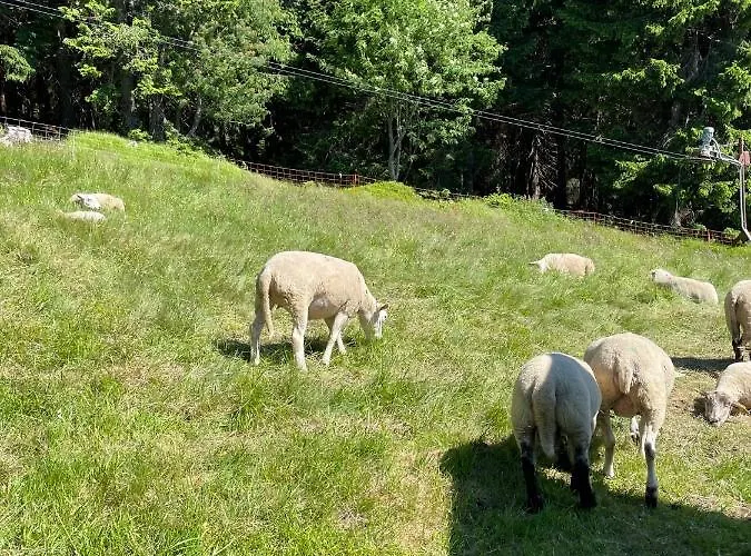 Horský Vebrovy Boudy Penzion